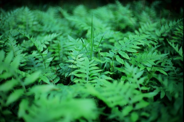 fern_bessa R2_velvia