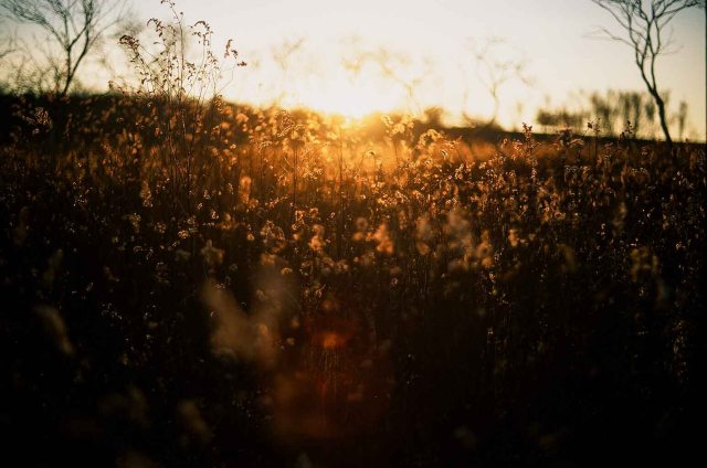 Golden Time in the Grass